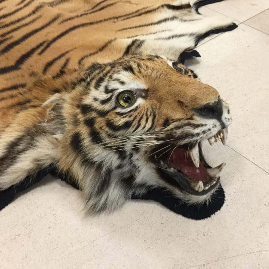 Alfombra de tigre - Imagen 2