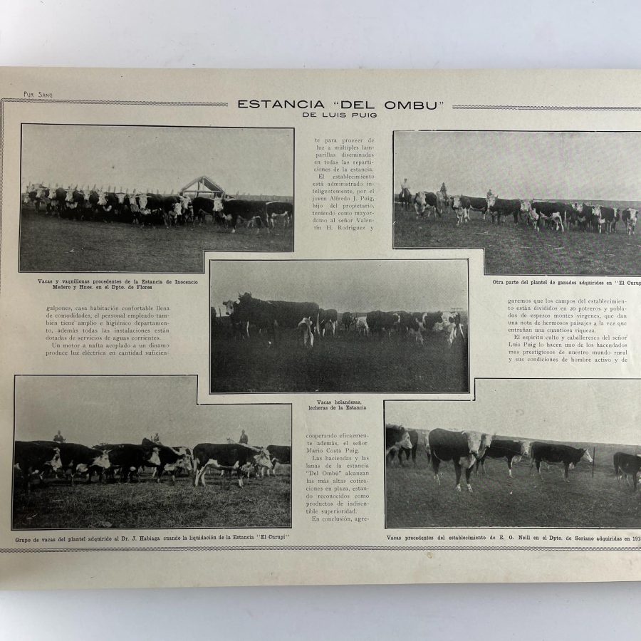 Pur-Sang 1917 y 1918 - Imagen 2